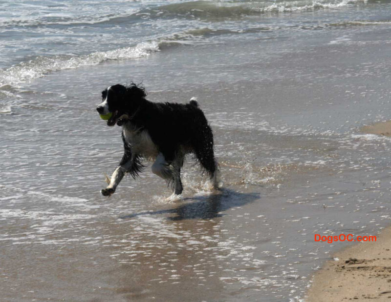 Spinger With Ball On Beach HB
